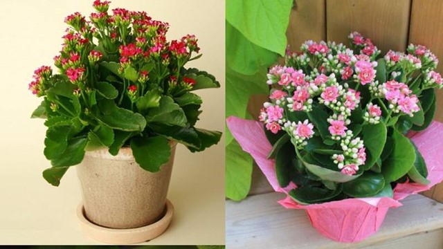 Người trồng cây thông minh chọn 4 'nhóm cây vàng' này để cải thiện sức khỏe và không gian sống