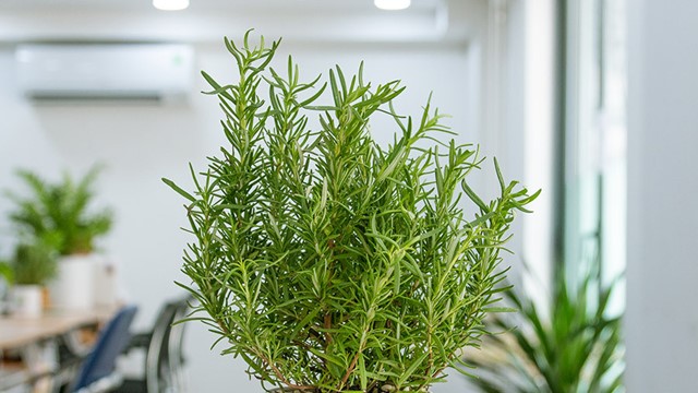 Năm 2026, chọn cây cảnh nào để vừa hút tài lộc, vừa thanh lọc không khí cho không gian sống