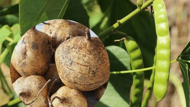 Cả gia đình 6 người nhập viện vì ăn hạt củ đậu