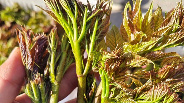 Loại rau rừng bổ tựa nhân sâm được săn lùng khắp châu Á, hóa ra mọc dại đầy ở Việt Nam