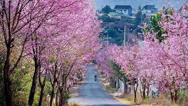 Vùng cao nguyên hơn 1.500m so với mực nước biển hứa hẹn 'bùng nổ' dịp Tết Nguyên đán