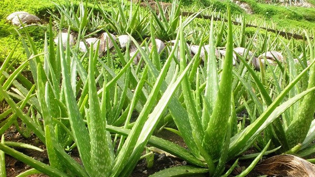 7 loại cây giúp không gian sống thoáng đãng, loại bỏ độc tố