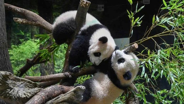 Nhật Bản lần đầu vắng bóng gấu trúc sau 53 năm, quan hệ Trung-Nhật chạm đáy?