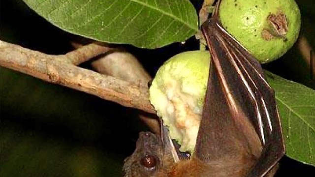 Bộ Y tế cảnh báo: Không ăn trái cây có dấu hiệu này nếu không muốn nhiễm virus Nipah