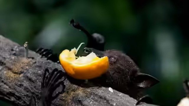 Loại quả bán đầy chợ Việt là món khoái khẩu của dơi mang virus Nipah, chuyên gia khuyên tuyệt đối không ăn nếu có dấu hiệu này