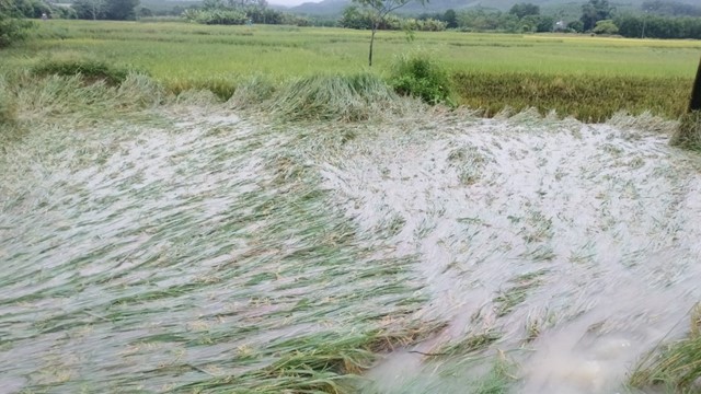 Hà Nội: Hàng trăm hecta lúa, hoa màu, cây cảnh Tết ngập trong nước lũ