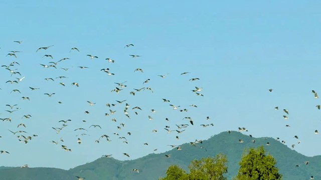 Những cánh chim đầu đàn trên đại ngàn kinh tế tư nhân Việt