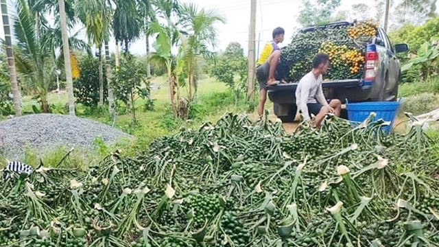 Loại quả giá rẻ của Việt Nam lại là thuốc quý đắt đỏ trên thế giới, được Trung Quốc thu mua rất mạnh