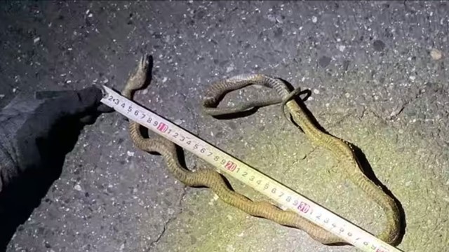 Một con rắn mắc kẹt trên dây điện khiến tuyến tàu cao tốc tấp nập bậc nhất đất nước bị tê liệt, hàng trăm người mắc kẹt 