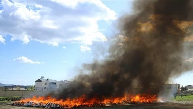 25.000 người dân trong cùng một thị trấn ‘phê’ cần sa ngoài ý muốn, nguyên nhân do cảnh sát