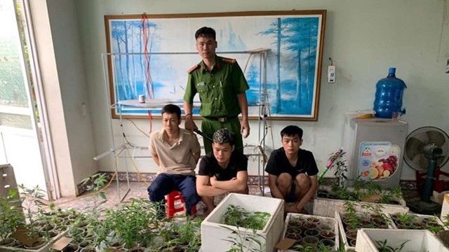 Công an thu giữ gần 320 cây cần sa được trồng trong nhà cựu sinh viên Đại học Bách Khoa Hà Nội