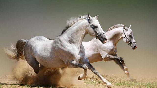 Tháng 6 Âm lịch, 4 con giáp trúng số giàu to, quý nhân đưa đường, tình duyên rực rỡ