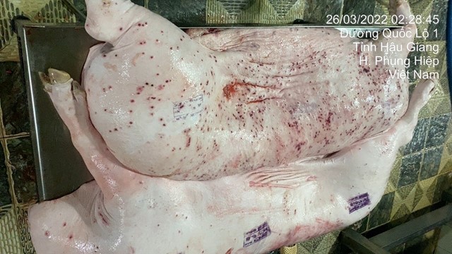 Công bố kết quả điều tra vụ C.P. Việt Nam bị tố bán heo bệnh: Không khởi tố vụ án hình sự