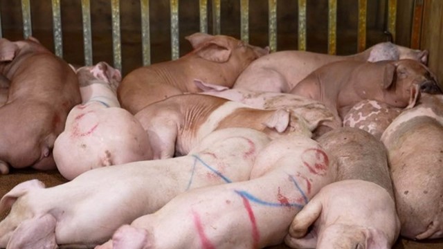 Kiểm tra khẩn cấp trong đêm, tạm giữ Lê Văn Tươi, tịch thu 5.300kg thịt dương tính với dịch tả lợn châu Phi