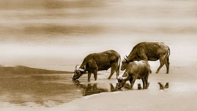 Từ giờ đến cuối năm, 3 con giáp này có cơ hội rời nhà thuê để mua chung cư