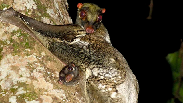 Cùng gà lôi trắng, 2 loại động thực vật được đưa khỏi danh mục cấm khai thác