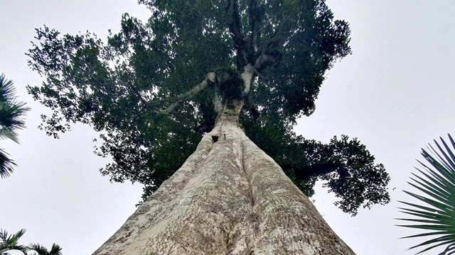 Hai gốc cây hơn 200 tuổi được ví như ‘kho báu' chính thức trở thành Cây di sản Việt Nam