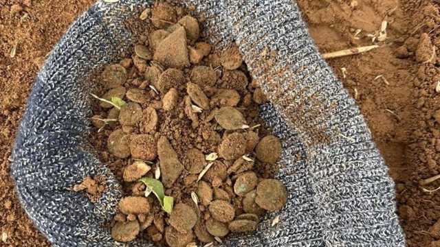 Cụ ông U70 đào trúng 'kho báu' chứa 400 đồng tiền trên cánh đồng, niên đại ước tính 1.800 năm