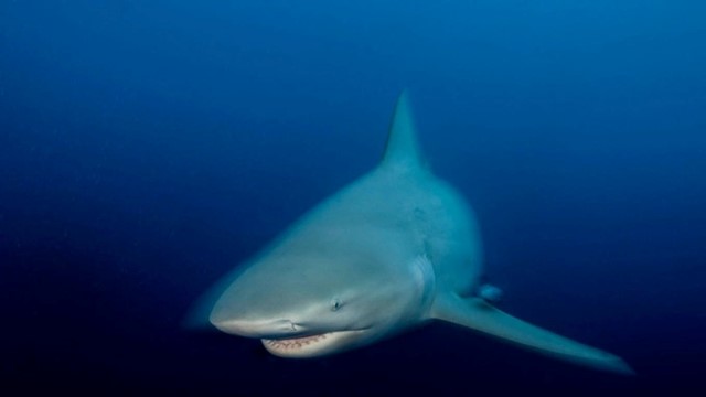 Cô gái 25 tuổi bị cá mập cắn chết