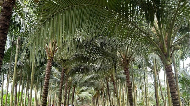 Đám cưới ‘độc lạ’ nhất Việt Nam: Chú rể làm 80 mâm cỗ, mời 700 khách ăn giữa vườn dừa 10.000m2, chuẩn bị 20 chiếc võng cho khách nằm thư giãn