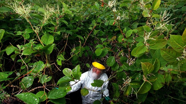 Loài cây lạ cao thêm 2,4 mét trong 1 tháng, xuyên thủng cả bê tông trở thành “ác mộng” của nước Anh