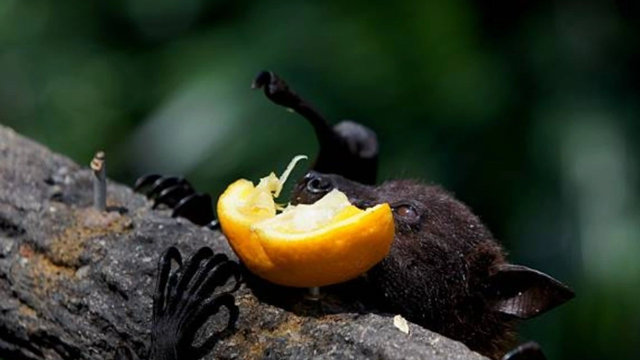 Thức uống xuất hiện trong đám cưới bị nghi là nguồn lây virus Nipah