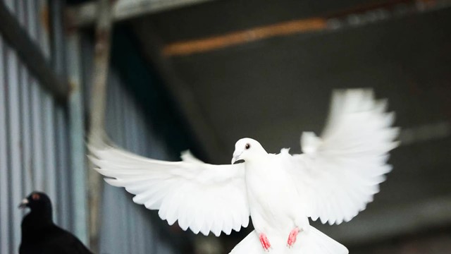 Gần 900 chim bồ câu sẵn sàng tung cánh mừng đại lễ A80 tại Quảng trường Ba Đình