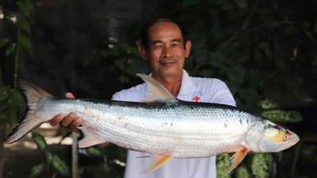 Loài cá khổng lồ bất ngờ tái xuất trên sông Mekong sau gần 20 năm 'mất tích'