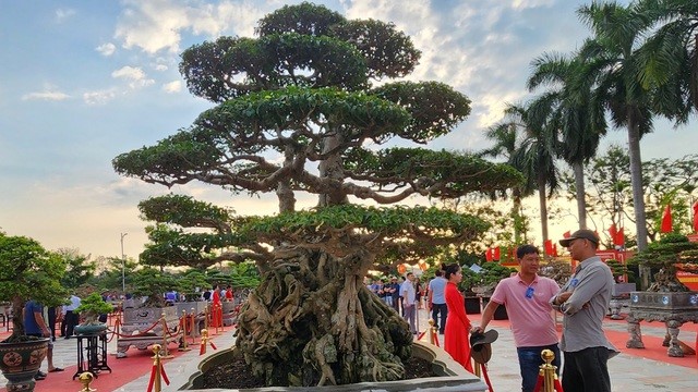 Chiêm ngưỡng 'siêu cây' có giá 18 tỷ đồng của anh nông dân Thái Bình, đại gia đại gia phải cân nhắc trước khi 'rút hầu bao'