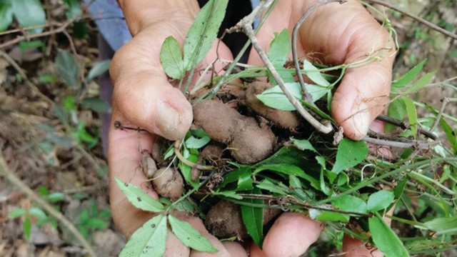 Loại rễ cây dại được coi là 'dược vương', giá đắt như vàng, đào lên bán đi thu cả chục triệu đồng/kg