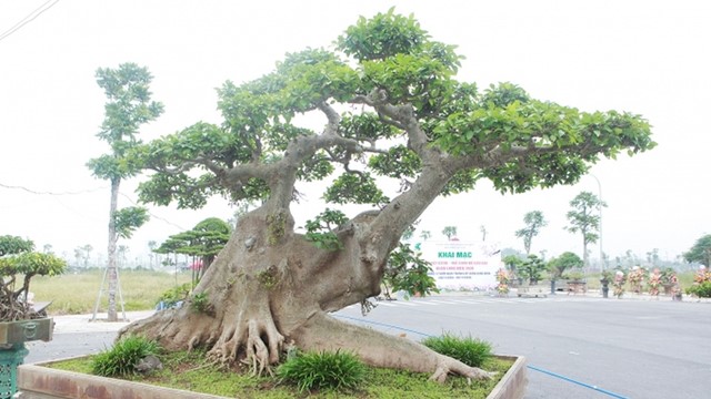 Loại cây quen thuộc ở quê lên chậu thành 'siêu cây' trị giá 10 tỷ đồng: Có tuổi đời hơn 100 năm, riêng bộ rễ dài khoảng 3m