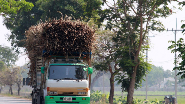 Trung Quốc cấm nhập khẩu một mặt hàng, Thái Lan thiệt hại gần 60 triệu USD
