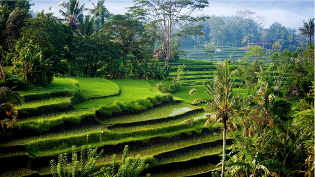 Indonesia thẳng thừng từ chối bán gạo cho nước láng giềng Malaysia: Cơ hội vàng cho gạo Việt Nam