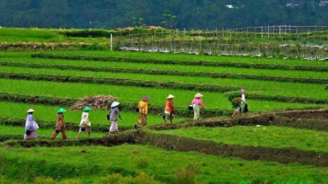 Nền kinh tế số 1 Đông Nam Á liên tiếp phá kỷ lục dự trữ gạo, sắp tự cung tự cấp: Việt Nam thiệt đơn thiệt kép?