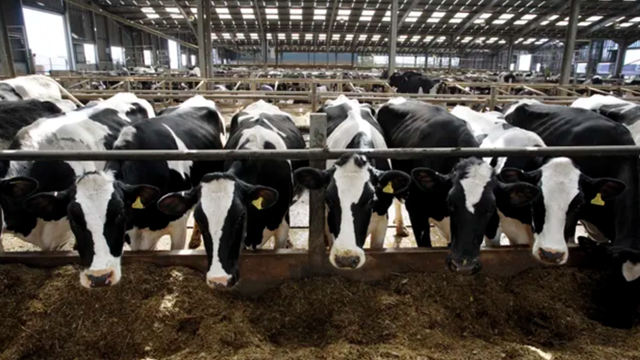 Phát hiện sữa tươi không đạt chuẩn khiến hơn 170 người nhiễm khuẩn: Đợt bùng phát nghiêm trọng nhất trong gần 20 năm