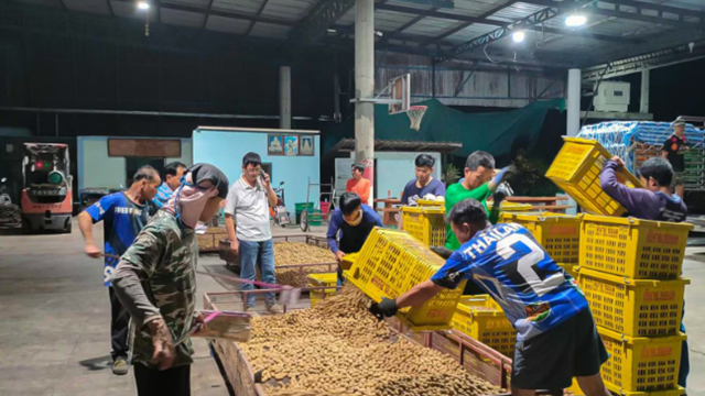 Nền kinh tế lớn thứ 2 Đông Nam Á lâm vào ‘cuộc khủng hoảng ngọt ngào’: Tuyển gấp 30.000 lao động được trả lương cao, miễn phí chỗ ở chỉ để... hái nhãn