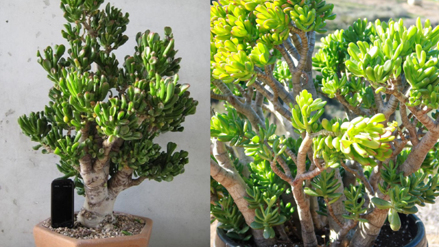 Trong nhà cứ trồng 1 cây này tốt hơn 10 chậu trầu bà, được ví như cây hút tiền, thu lộc bốn phương, nhà ai không có quá phí