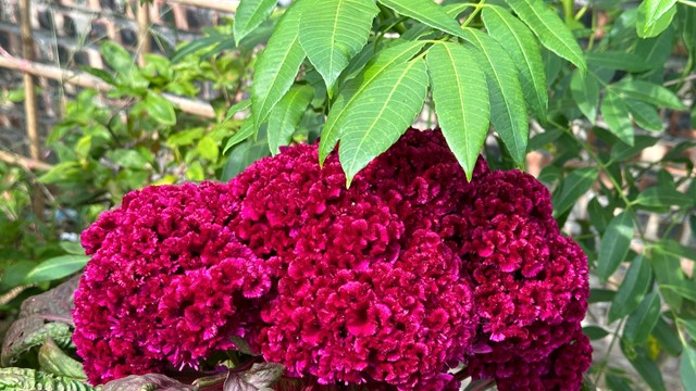 Người xưa dặn, nghèo cỡ mấy cũng cố trồng hoa này trong sân, nở suốt 100 ngày không tàn, cầu phúc lộc, may mắn