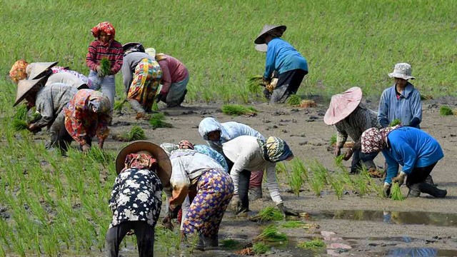 Nền kinh tế lớn nhất Đông Nam Á bất ngờ ngừng nhập khẩu gạo, muốn tự cung tự cấp: Việt Nam mất khách hàng lớn, khối lượng giao dịch giảm 97%