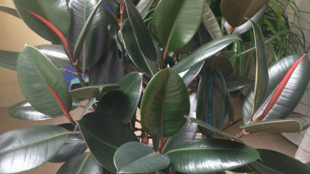 4 loại cây nên có trong phòng khách, mười nhà đặt thì chín nhà giàu, trồng một chậu để nhà thịnh vượng 