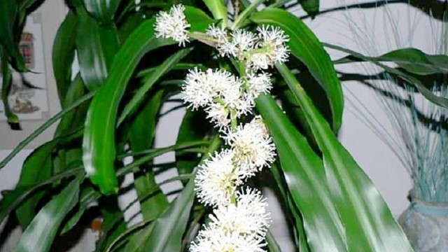 5 loại cây người giàu rất thích trồng, càng nở hoa càng phát, người nghèo hay chặt vứt đi