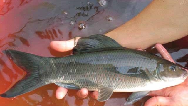 Con báu vật sông Đà được ví như 'Ngũ quý hà thủy' xưa là cống phẩm tiến vua, thế giới chỉ 3 nước có