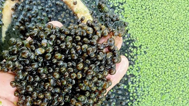 Con bé tí hiền như cục đất, xưa la liệt chẳng ai ăn nay thành đặc sản, nông dân thu về 500 triệu mỗi năm