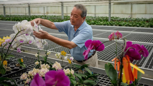 Châu Á ‘lãnh đòn’ chưa từng có vì thuế quan: Hàng loạt đơn hàng bị cắt giảm, sinh kế hàng triệu người lao đao