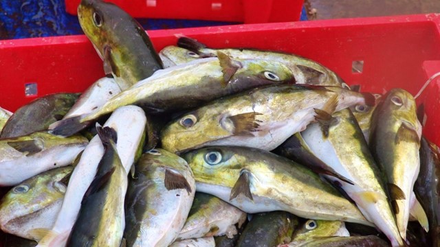 Loài cá độc gấp 275 lần xyanua, bác sĩ cảnh báo ăn 0,5mg cũng gây tử vong