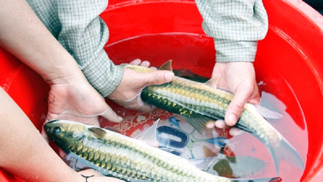 Con báu vật sông Nho Quế nặng tới 7kg, trước kia bà con hay bắt về ăn nay xếp vào nhóm mức độ nguy cấp, có tên trong Sách Đỏ