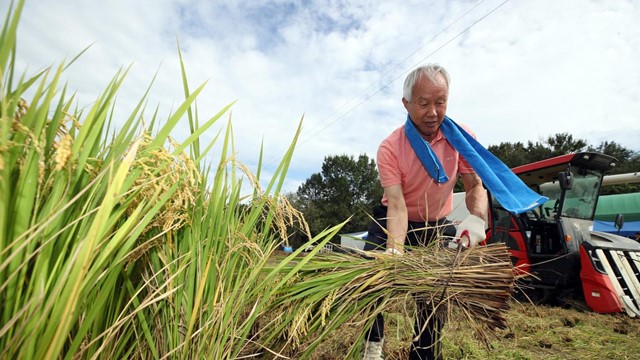 Sản lượng gạo của Hàn Quốc ​​giảm năm thứ tư liên tiếp: Thời cơ vàng cho Việt Nam?