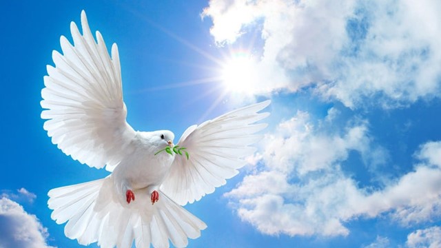 Cán bộ Nhà nước lĩnh án 10 năm tù vì... 95 con chim bồ câu trị giá hơn 4,9 tỷ đồng, con đắt nhất đủ mua căn hộ 50m²