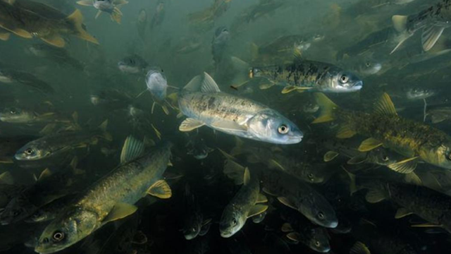 Phát hiện 800.000 tấn cá dưới lòng hồ nhưng người dân không ai dám ăn 