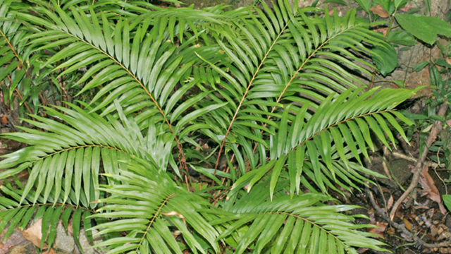 Chưa từng có trong lịch sử: Phát hiện loài cây có thể tạo ra đất hiếm, Trung Quốc vớ bẫm 'kho báu' không tưởng